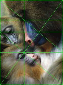 baboon showing golden ratio composition