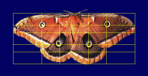 Moth showing golden ratio proportions