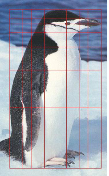The golden ratio in nature, unveiled with PhiMatrix software