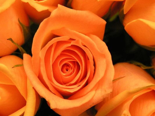 Stock image of a rose before applying PhiMatrix for golden spiral cropping