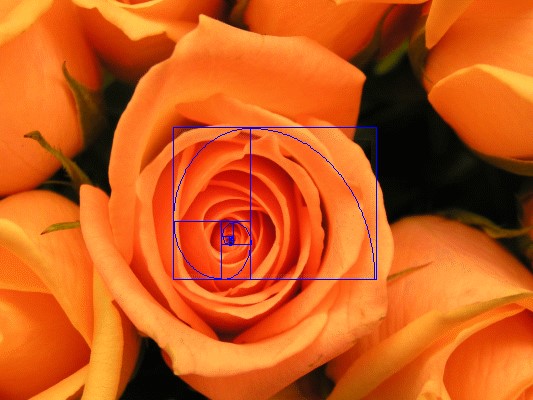 Stock image of a rose showing application of PhiMatrix Golden Spiral for cropping