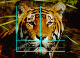 gridsamp-tiger