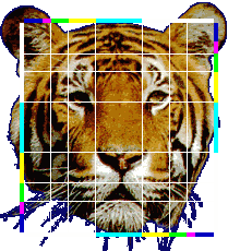 Golden ratio in face of a tiger